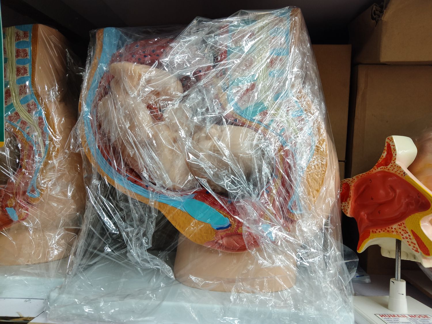Head and sectional anatomy models