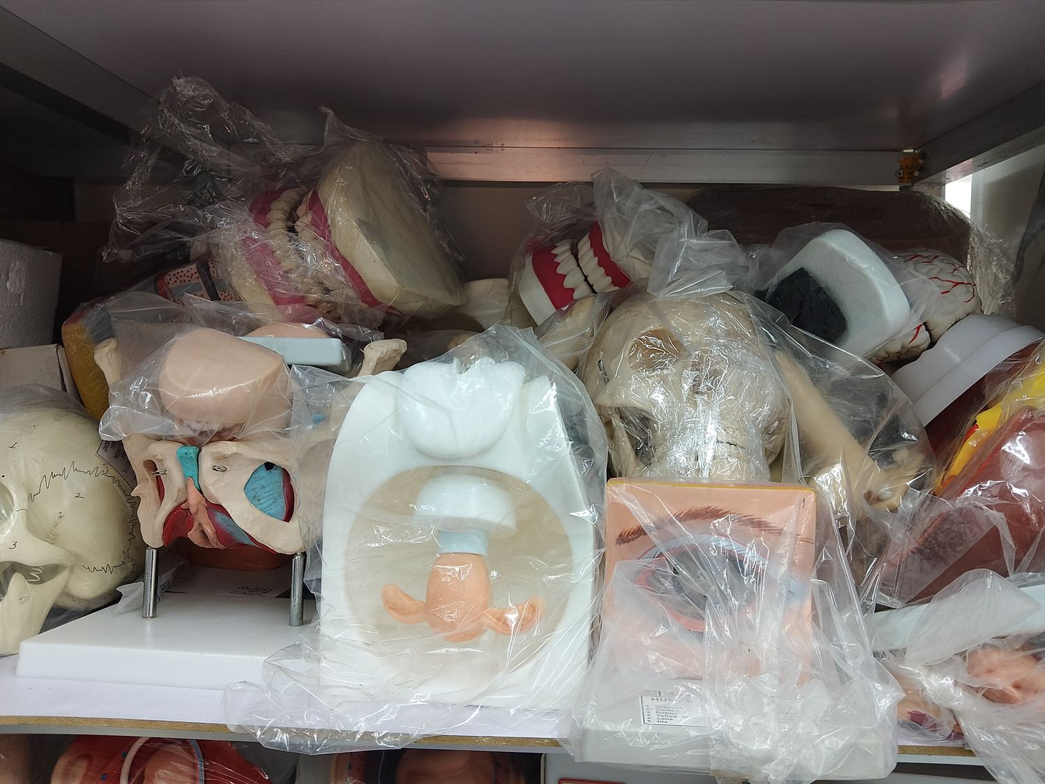 Organ and sensory anatomical models