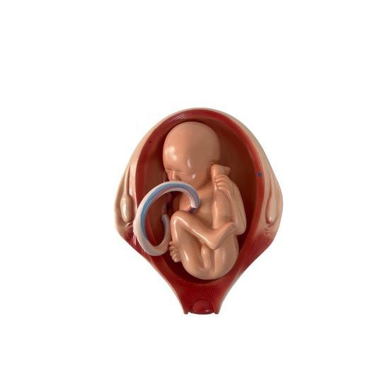 Foetus in uterus teaching model