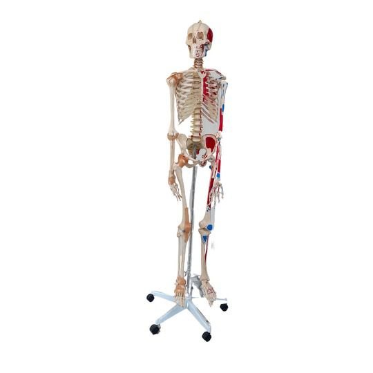 Skeleton model