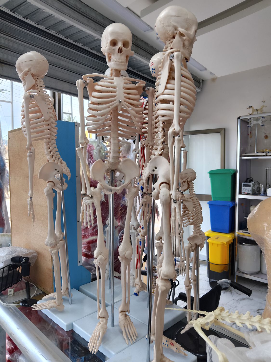 Medical education and anatomical models