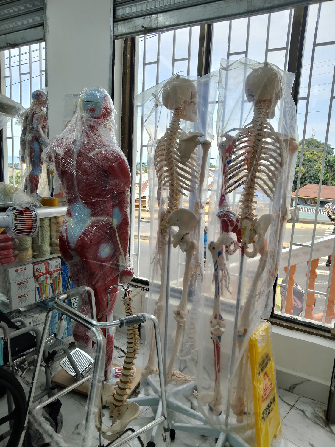 Skeleton and muscle anatomical models