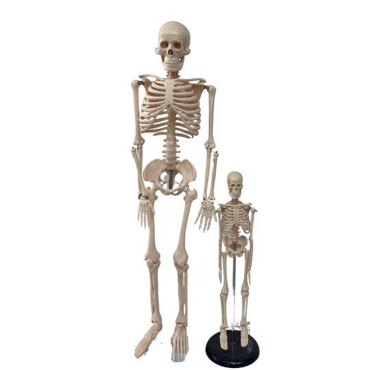 Human skeleton models