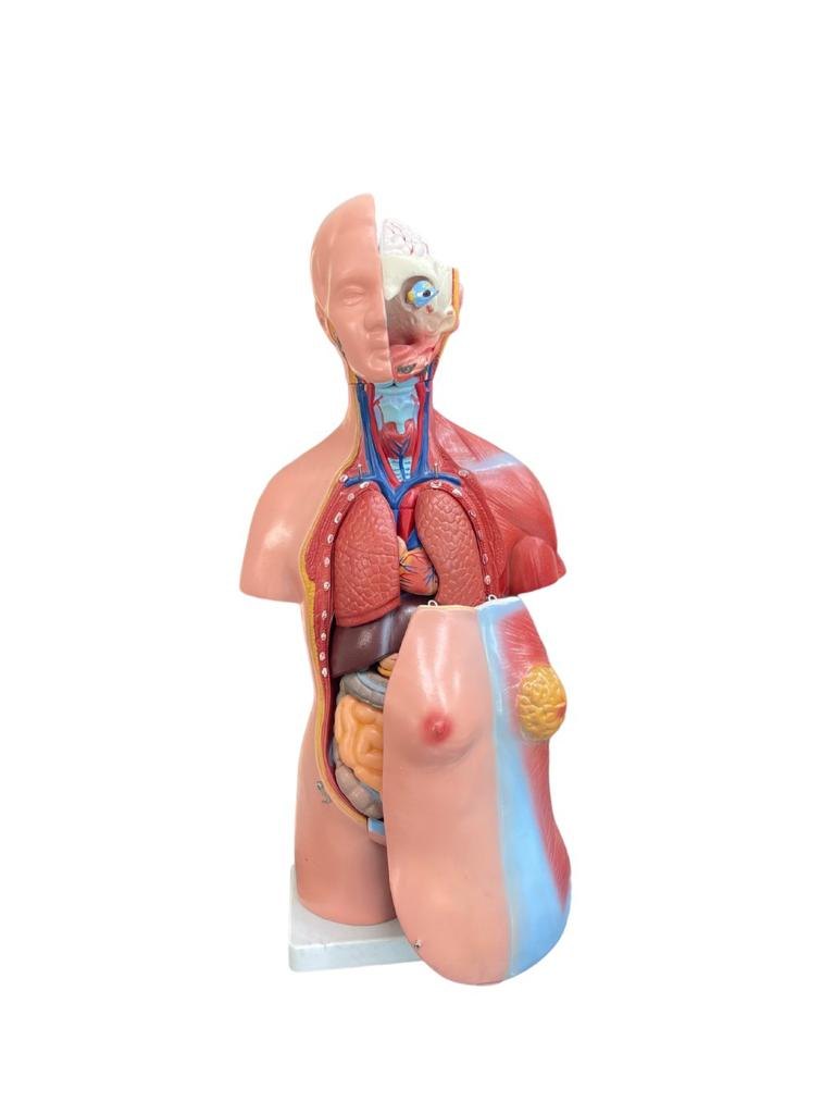 Torso model