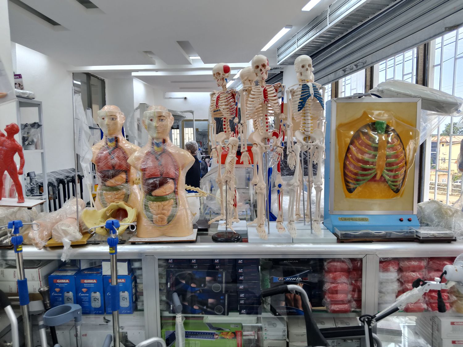 Human torso anatomical models